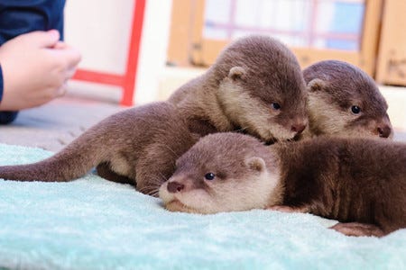 かわいいの大渋滞 4つ子のカワウソ赤ちゃんに いいね の嵐 ああぁめちゃくちゃかわいい かわいすぎて泣く かわいいしかない マイナビニュース