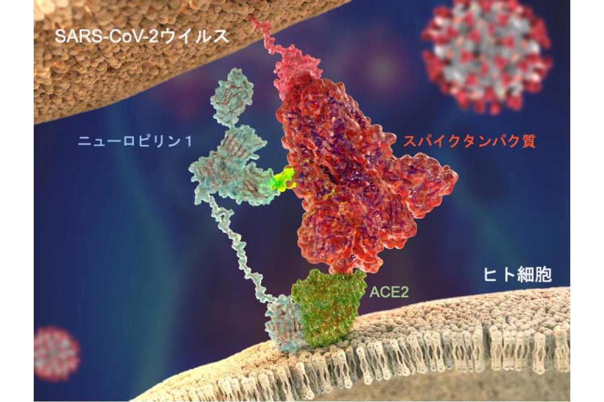 新型コロナがヒトの細胞へ侵入するための第2の足がかりを名大などが発見 Tech