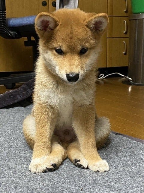 爆笑 なんか落ち込んでる 柴犬の変わった座り方に まるでぬいぐるみ やさぐれ座り と大反響 マイナビニュース