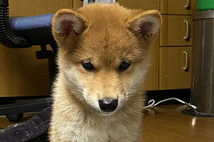 【爆笑】なんか落ち込んでる…? 柴犬の変わった座り方に「まるでぬいぐるみ」「やさぐれ座り」と大反響 