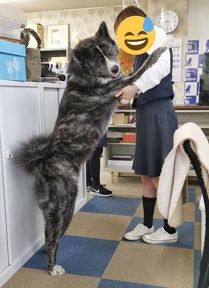 デカっ まだ1歳の秋田犬にツイッター騒然 その大きさに 熊 二度見した 中に人が と驚きの声 マイナビニュース