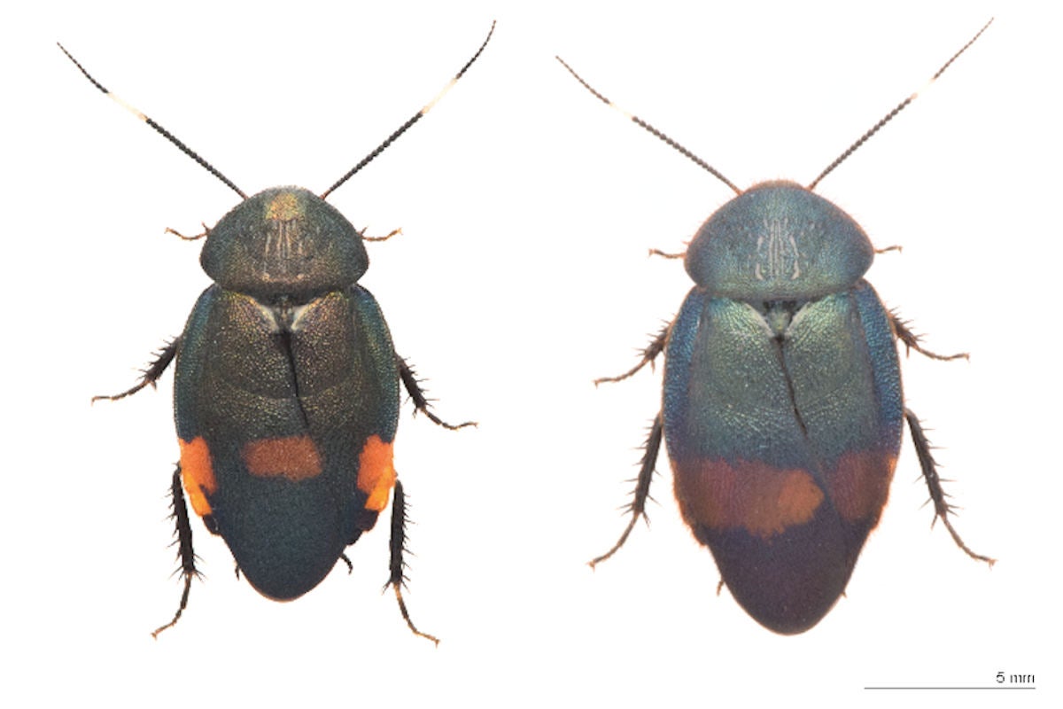 ブルーメタリックの新種ゴキブリ 法政大などが35年ぶりに日本で発見 Tech