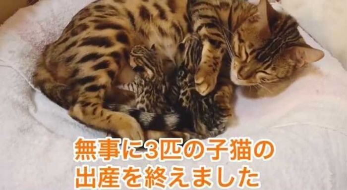 たま ハウス にゃん にゃんたまハウスの旦那の年収/仕事は？金持ちってホント？嫌いというアンチの声やオススメ動画もまとめ