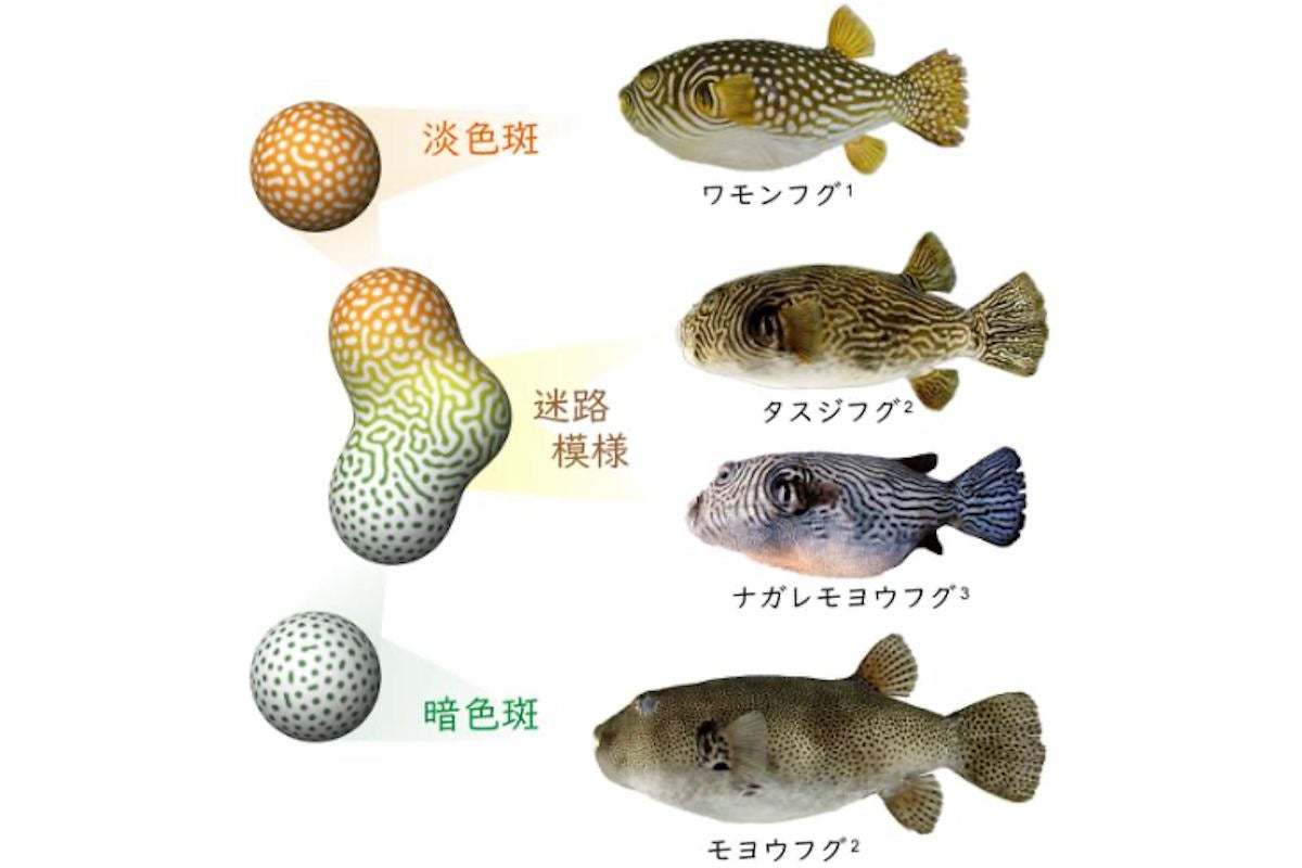 明るい斑 暗い斑 迷路模様 動物の複雑な模様が生まれた仕組みが判明 Tech