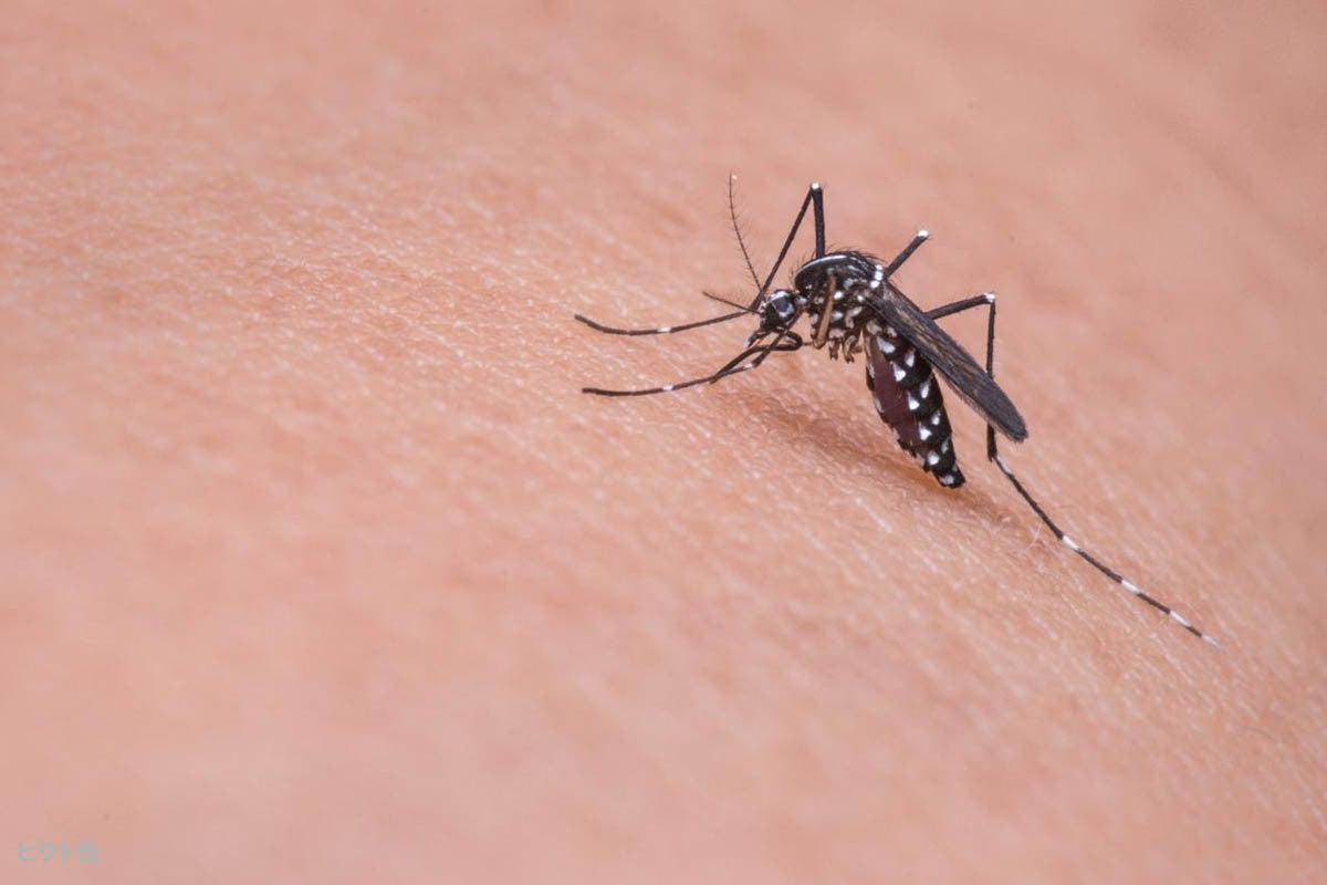 花王 蚊が逃げ出す肌表面をつくる新技術を発表 Tech