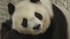 中国に帰国するパンダのタンタンと飼育員の絆「最期まで看取ってやりたかった」