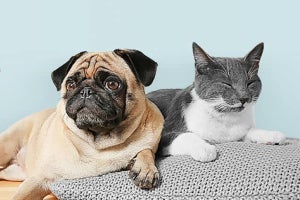 Amazon、飼育者向けサービス「ペットプロフィール」 犬・猫のフード選びもサポート