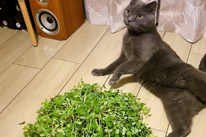 【こーんなんなったー】伸びすぎた豆苗の横で謎のポーズをとる猫がツイッターで話題に - 「豆苗が入ってこない」「かわいすぎる」