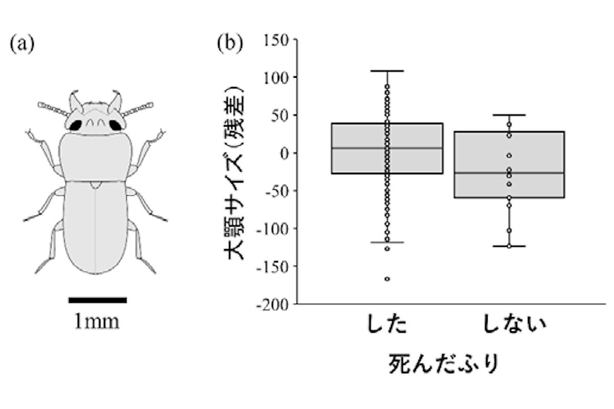 武器が大きくてケンカに強いオスは天敵の前では死んだふりも得意 岡山大 Tech