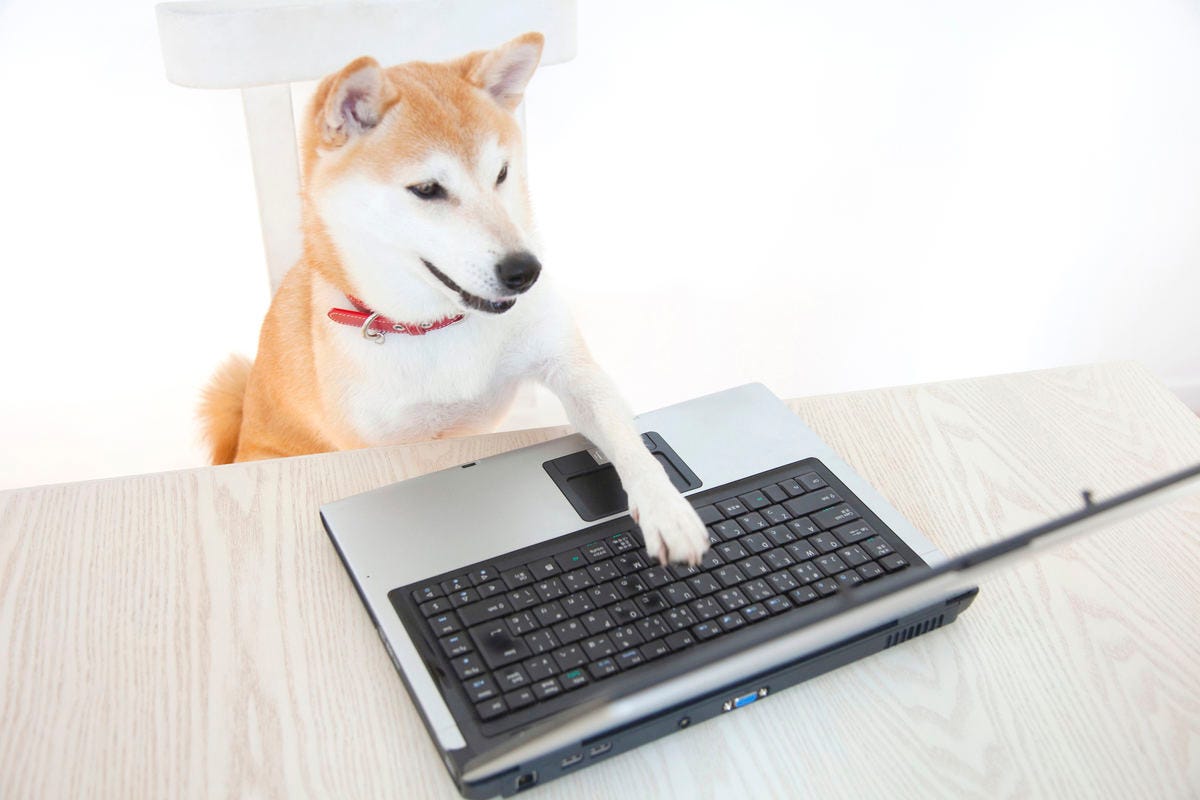 まとめ レポートを書いちゃった犬も登場 年ツイッターでバズッた犬たちvol 1 マイナビニュース