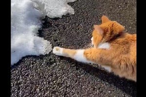 【笑っちゃう】雪にビビりまくる猫が「なんだこの可愛い生き物は」「癒される」とツイッターで話題に - 「押すなよ～押すなよ～」の声も