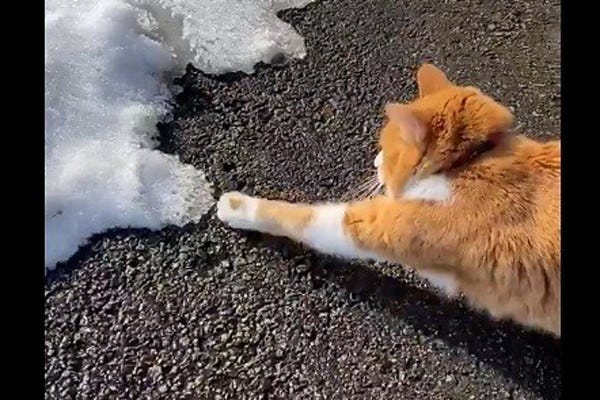 笑っちゃう 雪にビビりまくる猫が なんだこの可愛い生き物は 癒される とツイッターで話題に 押すなよ 押すなよ の声も マイナビニュース