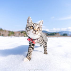 【初めての雪だー!】キョロキョロしながら雪の中を進む子猫にキュン! - 「天使かな」「可愛すぎる!」と話題に