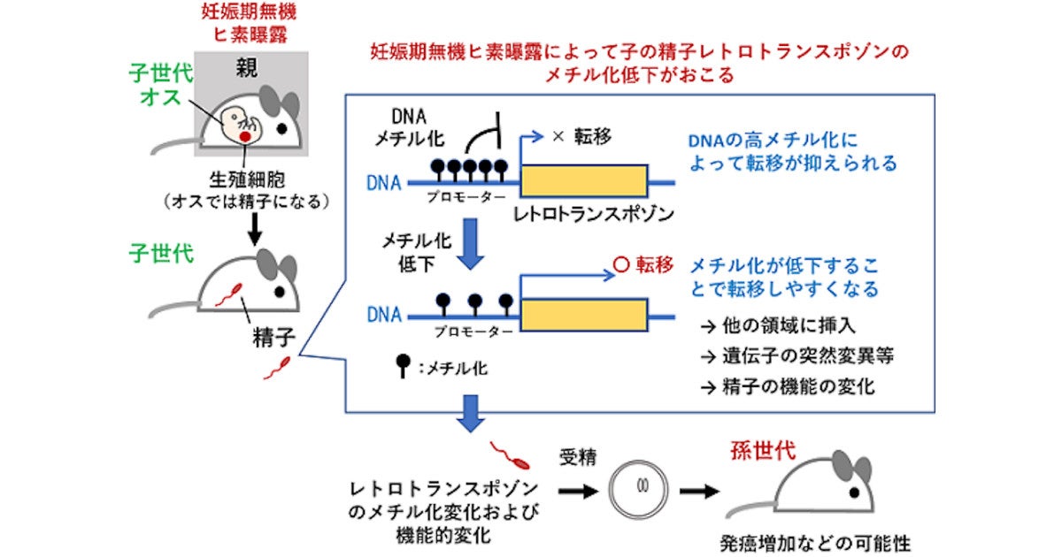 胎児が環境因子にさらされると その精子のdnaに異変が生じる可能性 Tech