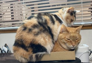 【密です!】作業デスクの上に乗っかってくる猫。箱を設置してみたところ予想外の事態に…「あか～ん(笑)」「可愛すぎて仕事できな～い」と話題に