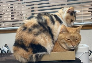 【密です!】作業デスクの上に乗っかってくる猫。箱を設置してみたところ予想外の事態に…「あか～ん(笑)」「可愛すぎて仕事できな～い」と話題に