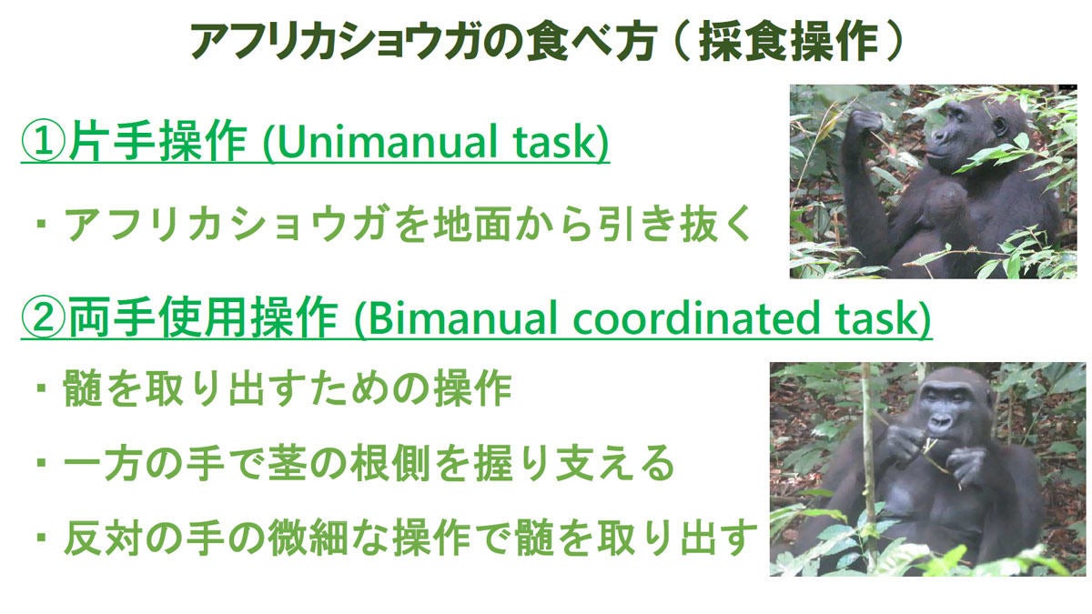 利き手はヒトだけではなかった 京大がニシローランドゴリラにも確認 Tech