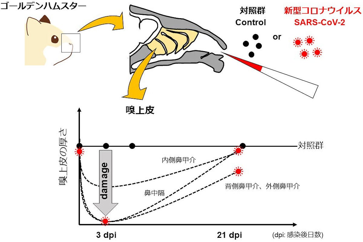 コロナ しない 匂い が