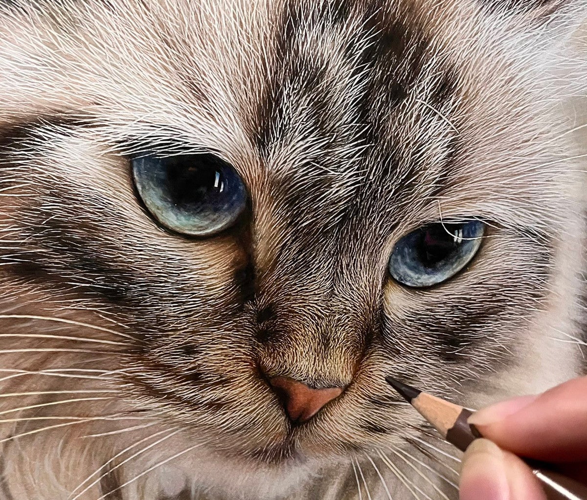 驚き 写真にしか見えない 色鉛筆で描いた猫 がスゴイ うちの子に似てる 本当にこれは絵なのだろうか マイナビニュース