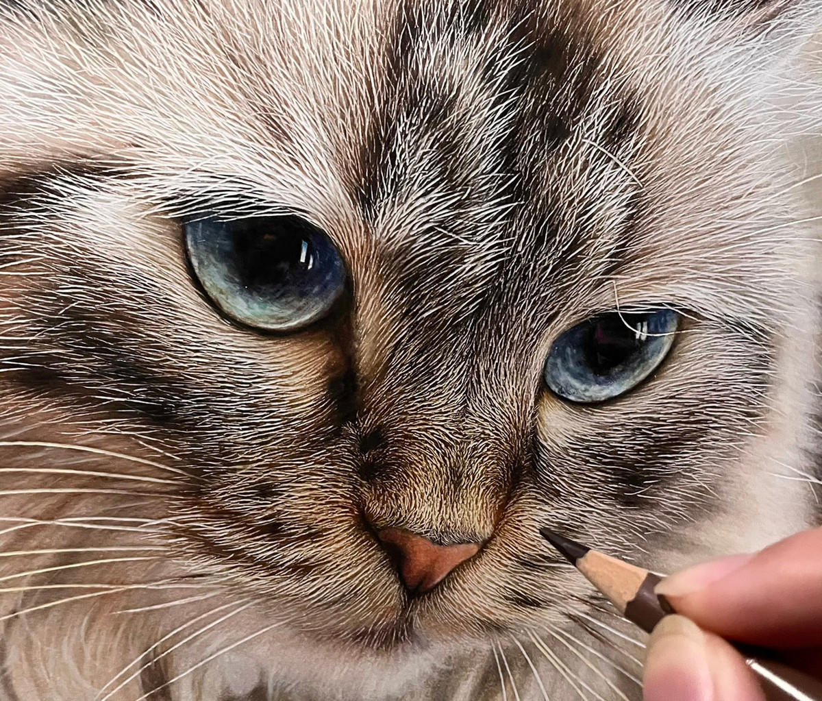 驚き!】写真にしか見えない「色鉛筆で描いた猫」がスゴイ! - 「うちの