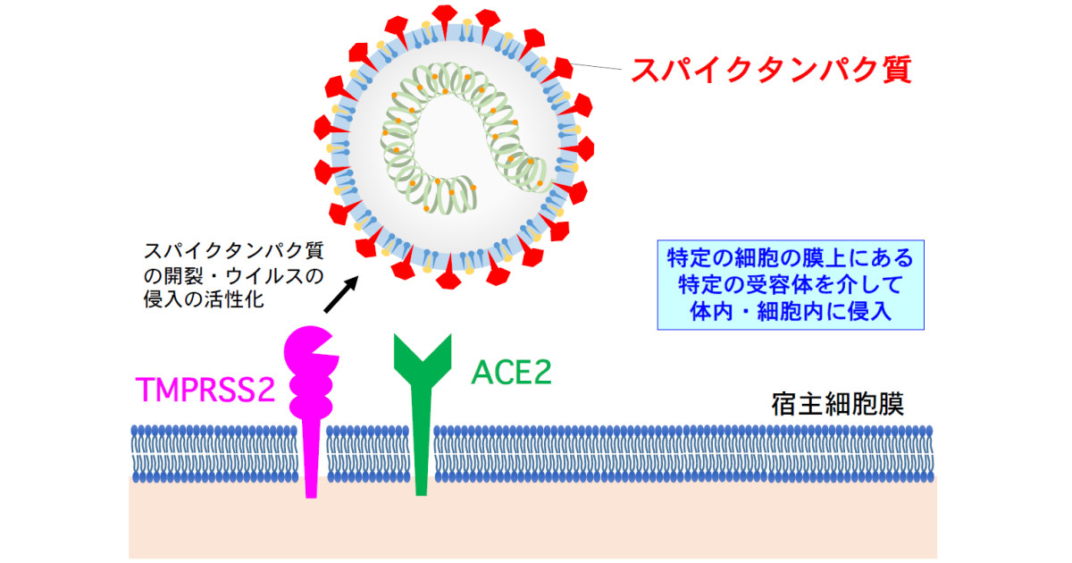 Pm2 5が新型コロナの肺細胞への侵入口を拡大することを京大が確認 Tech