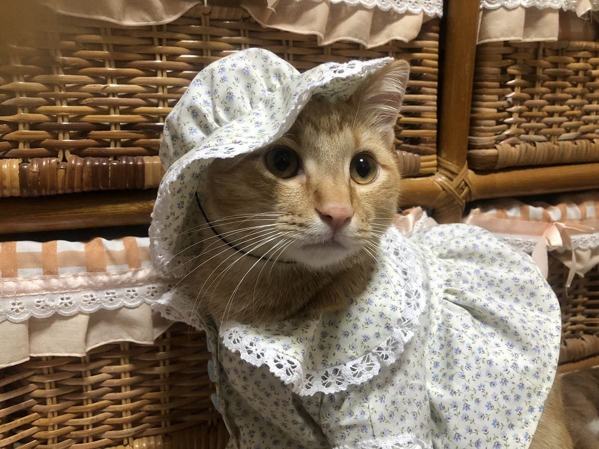 あらかわいい 猫のために服を作ってくれたおばあちゃん その似合いすぎな姿に センス良いですね おばあちゃん最高か と称賛の声 マイナビニュース