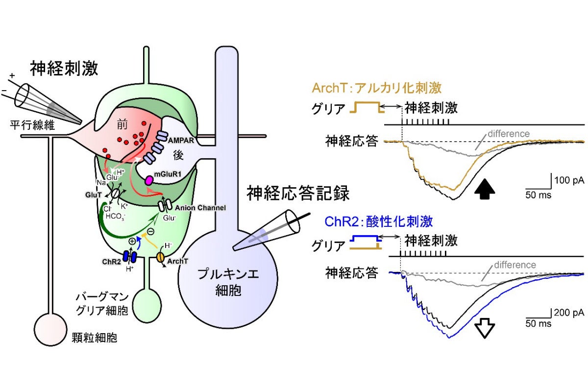 脳の情報処理は神経細胞とグリア細胞の二層構造で行わている 東北大が確認 Tech