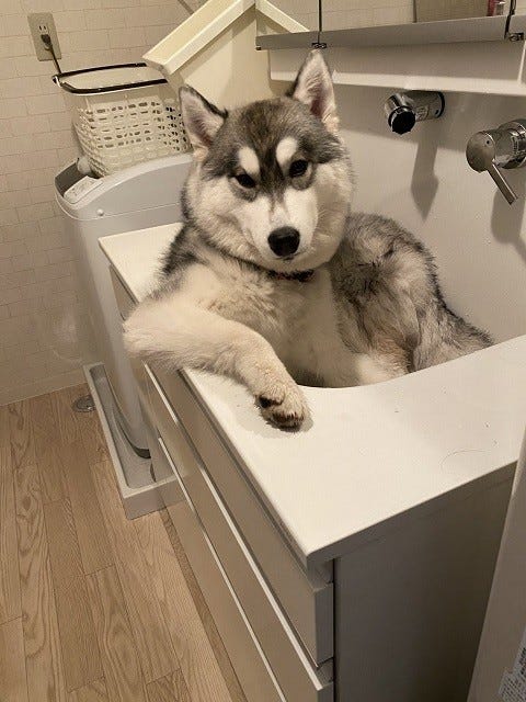 うち 寄ってく 洗面台で足を洗ってもらうのを待つハスキー犬 その姿に ナンパされたらついてく 完全にオッサンやん 笑 とツイッター爆笑 マイナビニュース