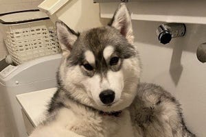 「うち、寄ってく?」洗面台で足を洗ってもらうのを待つハスキー犬。その姿に「ナンパされたらついてく」「完全にオッサンやん(笑)」とツイッター爆笑