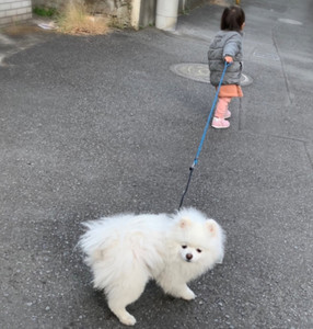 「お散歩行くでちゅよ!」1歳児の熱烈な誘いに困惑するタレ目ポメラニアン　-　「こんな困った顔のワンコ初めて」「1歳児最強」とツイッターで話題　