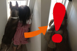 【二度見】4カ月でこんなに大きく!? ハスキーと女の子のツーショットにツイッター騒然 - 「乗れそう」「いつからか彼氏と彼女に」の声