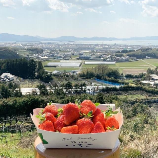 長崎県の おおむら夢ファームシュシュ へいちご狩りについてインタビュー マイナビニュース