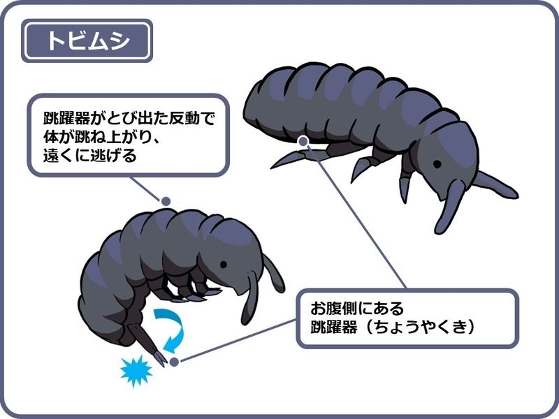 実は身近にかくれている多様な生き物たち 片岡 万柚子 Tech