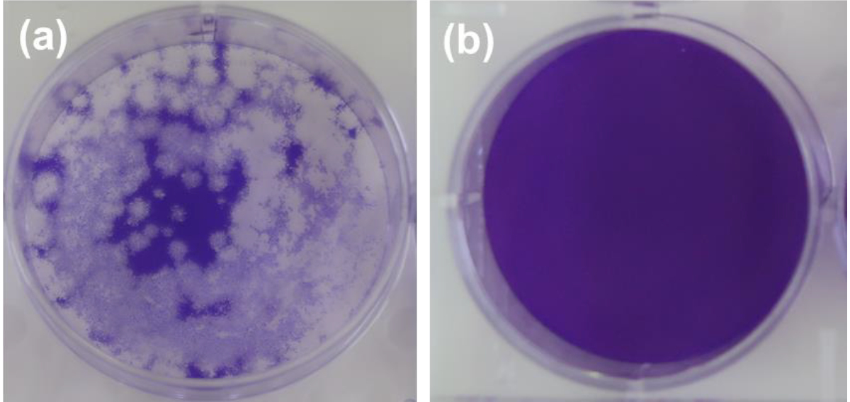 yRiÖzV^RiECXɑ΂鍂sʂ_𓌍HȂǂJ (-Ce2Mo3O13:CMO) in vitro  [ǂ]->摜>4 