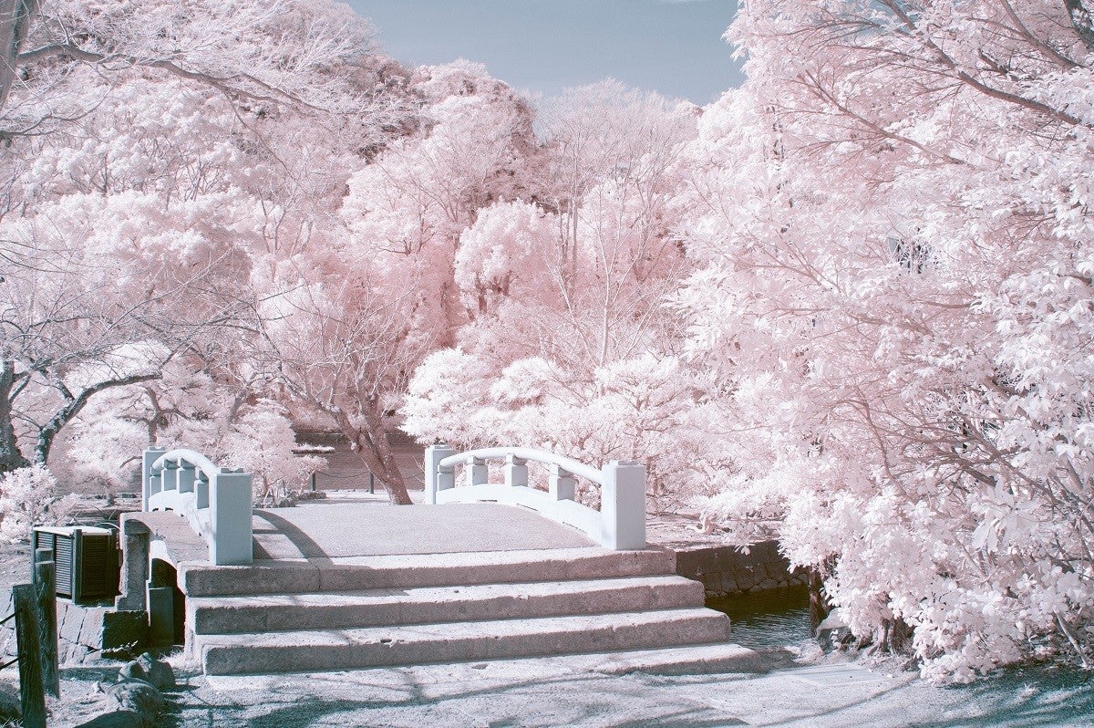 幻想的 緑の木々がまるで満開の桜に 魔法みたい とツイッターで話題の 赤外線写真 の魅力を 撮影者に聞いてみた マピオンニュース