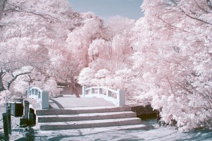 【幻想的】緑の木々がまるで満開の桜に!? 「魔法みたい!」とツイッターで話題の“赤外線写真“の魅力を、撮影者に聞いてみた