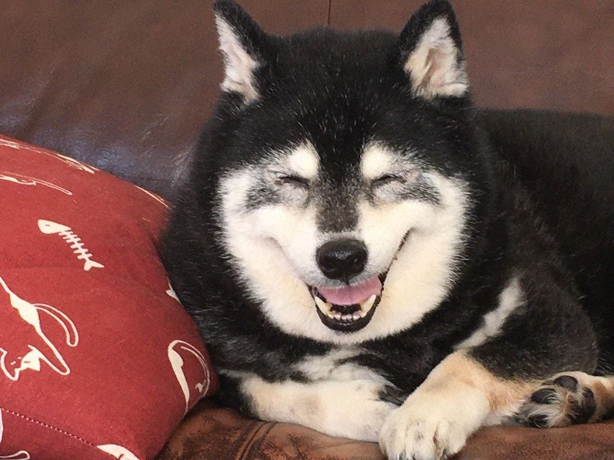 なんでそんなに可愛いの 柴犬の満面の笑みに つられて笑ってしまった ご利益ありそうです ササクレまくりの心がちょこっと和んだよ の声 マイナビニュース