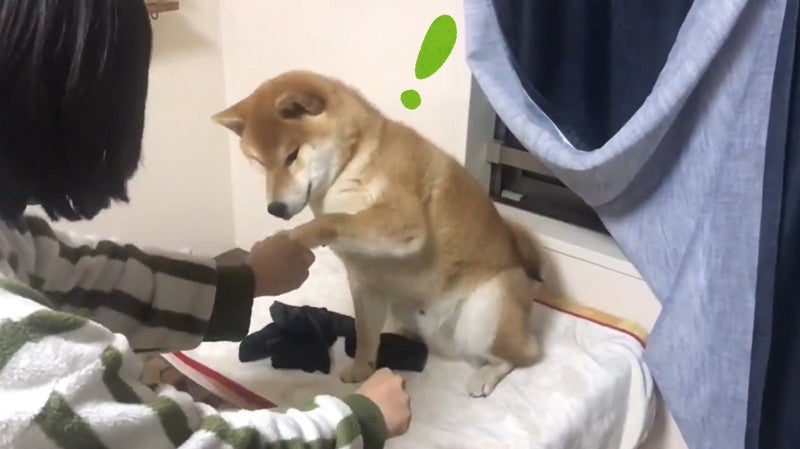 こっちでしょー 手品に大興奮する柴犬が可愛すぎ リアクション王 にやけが止まらない マピオンニュース