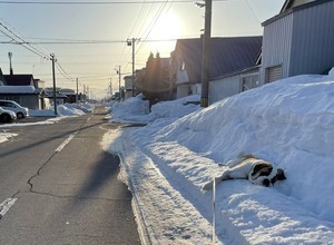 【寝転ぶ理由は?】雪の上でゴロ～ン! セントバーナードの日常 - 「ごっこ遊び?」「うちもですw」の声