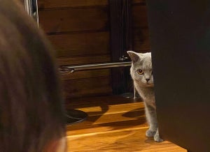 【壁チラ】初めて出会う猫と赤ちゃん、緊張感にドキドキ! - 「未知との遭遇」「その後が気になる」と興味津々
