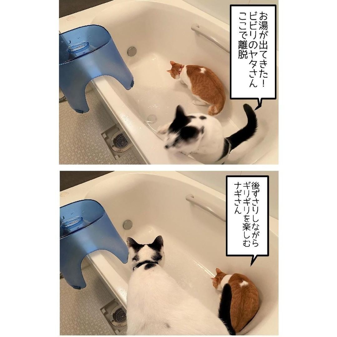 猫まっしぐら】お湯張り機能との攻防が好きな猫。ある日まさかの 