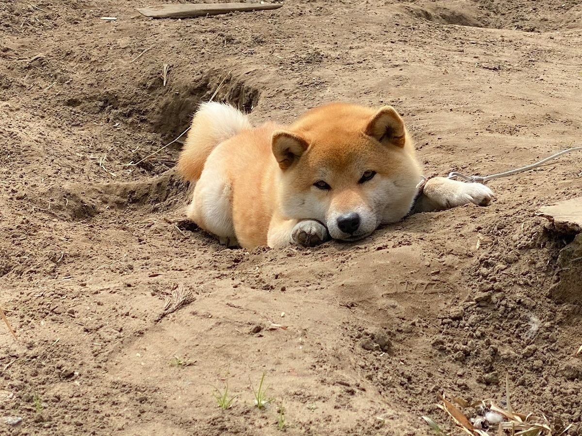 何も隠してませんが 出勤前に遭遇したお茶目過ぎる柴犬の姿にツイッター悶絶 顔が必死 バレバレ 仕事行くどころじゃなくなるわwww の声 マイナビニュース