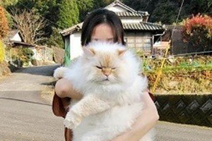 【もっふもふ】びっくりするほど大きい猫に「流石ラガマフィン!」「絶句です」「ホワイトタイガーにしかみえない」とツイッター騒然