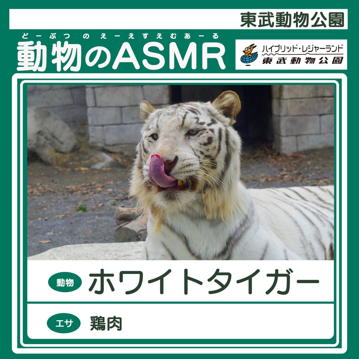 シンボルのホワイトタイガーをはじめ、東武動物公園で暮らす動物の咀嚼音ASMRが配信されている