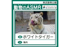 東武動物公園、ホワイトタイガーなど動物の咀嚼音ASMRをLINE MUSICで配信