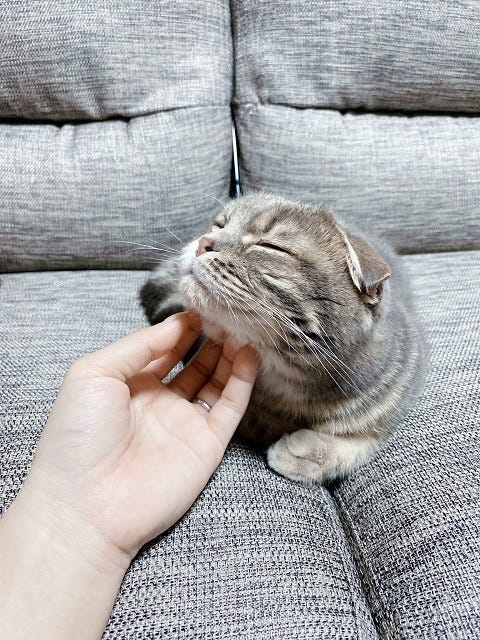 えっ】あごを撫でられてご満悦の猫、至福のひとときから一転、不穏な 