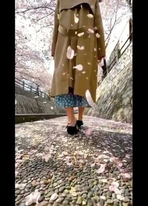 【幻想的】桜の花びらを投げて逆再生してみたら……まさかのアナログな撮影方法に「天才」「CGじゃないところがまた素敵」「このセンスに脱帽です」と称賛の声