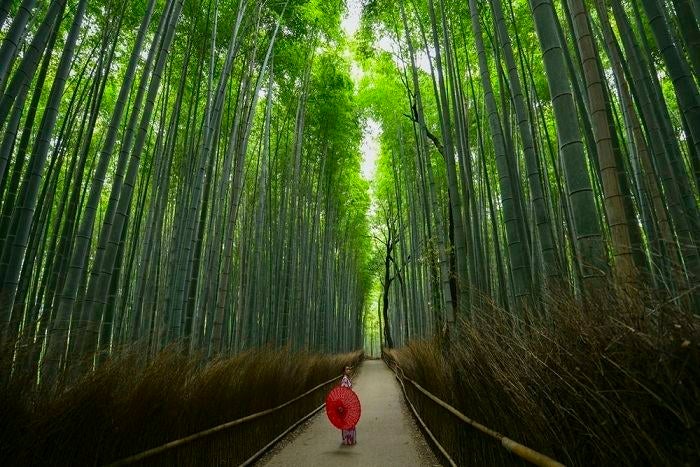 竹林の中を歩く人