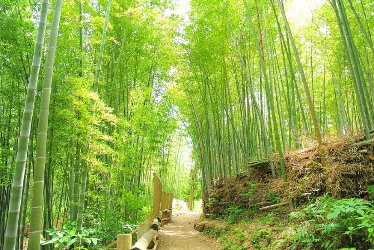 Between Bamboo