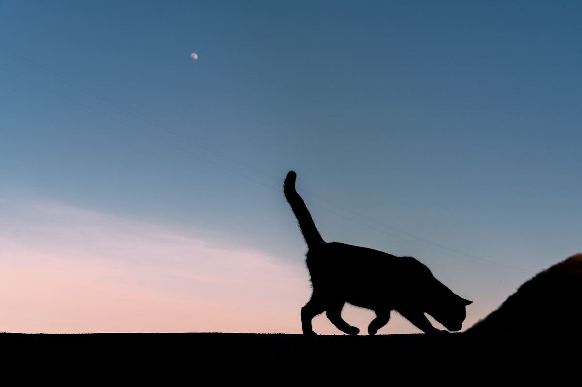 猫が月夜を舞う 猫の島で撮影した幻想的な写真がツイッターで話題に めちゃファンタジック 素敵な絵本を見ているよう 見とれてしまうね と感動の声 マイナビニュース